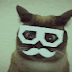 Crazy cat! Crazy cat! Crazy cat! Crazy cat!