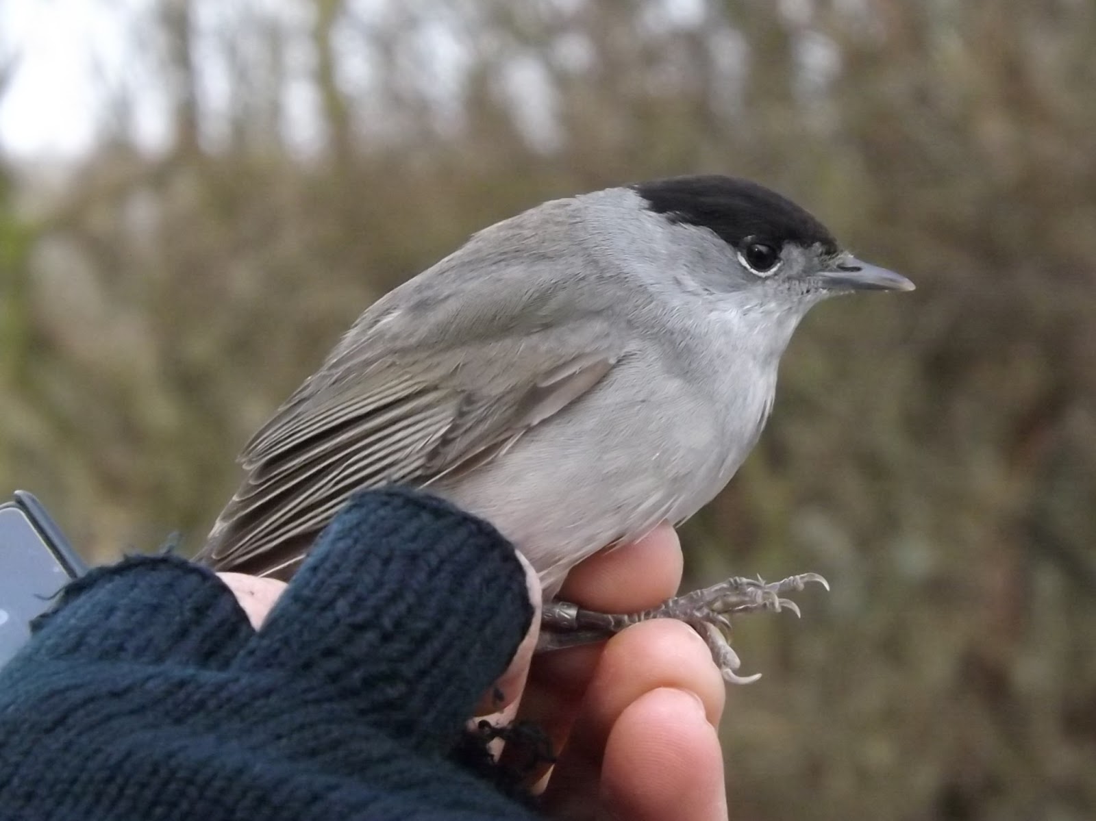 Wilde About Birds Blackcaps Are Back