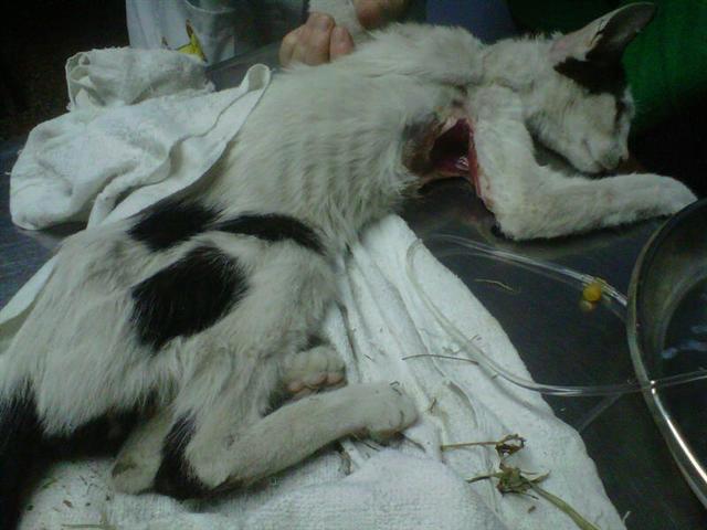 Gato macho encontrado! Es blanco con manchas negras, tenía collar negro con pañuelito incrustado en la piel, desnutrido y deshidratado!