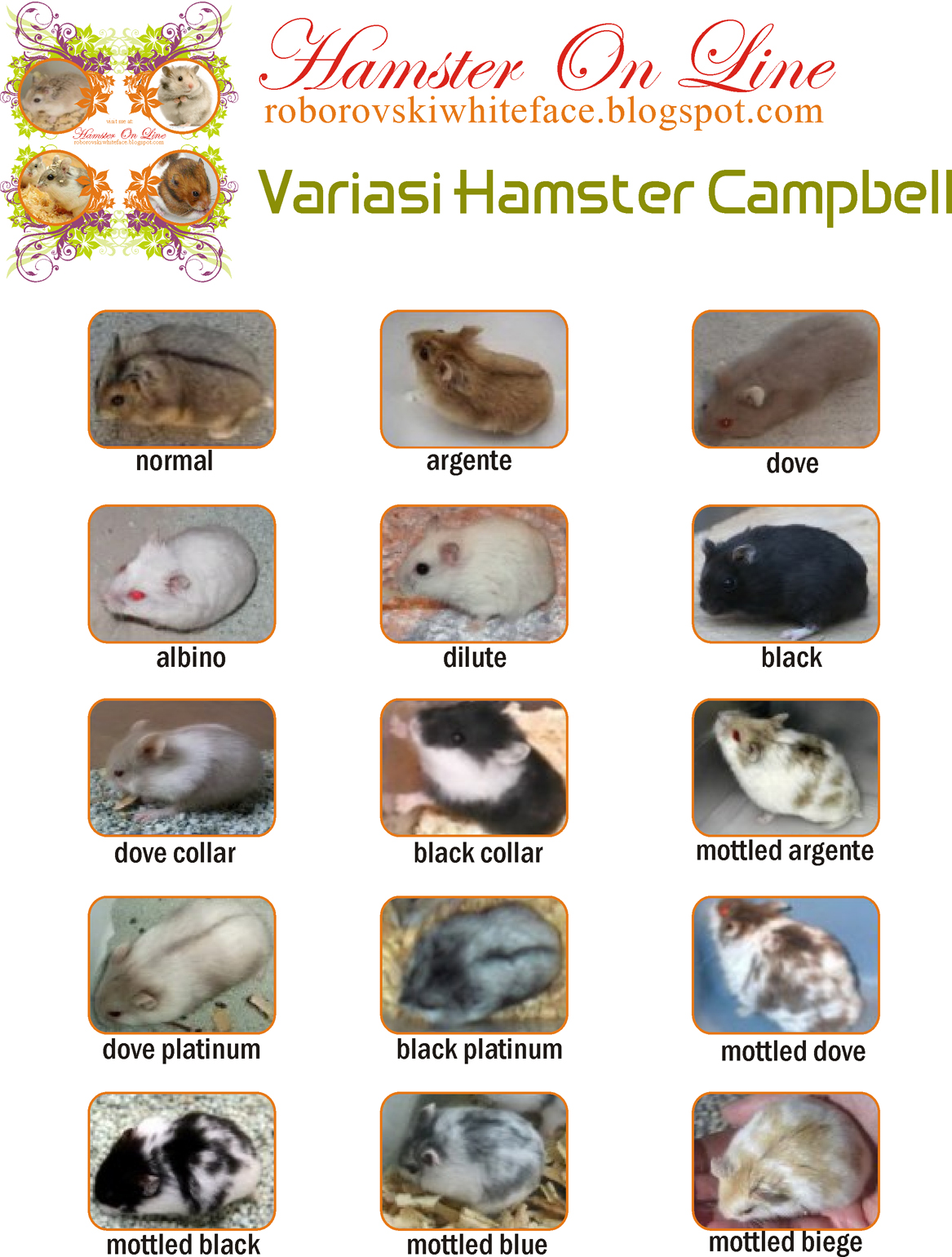 Hamster Campbell