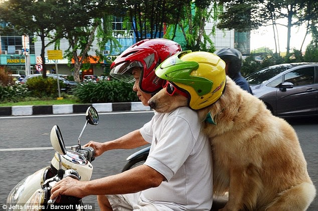  anjing ini suka naik motor