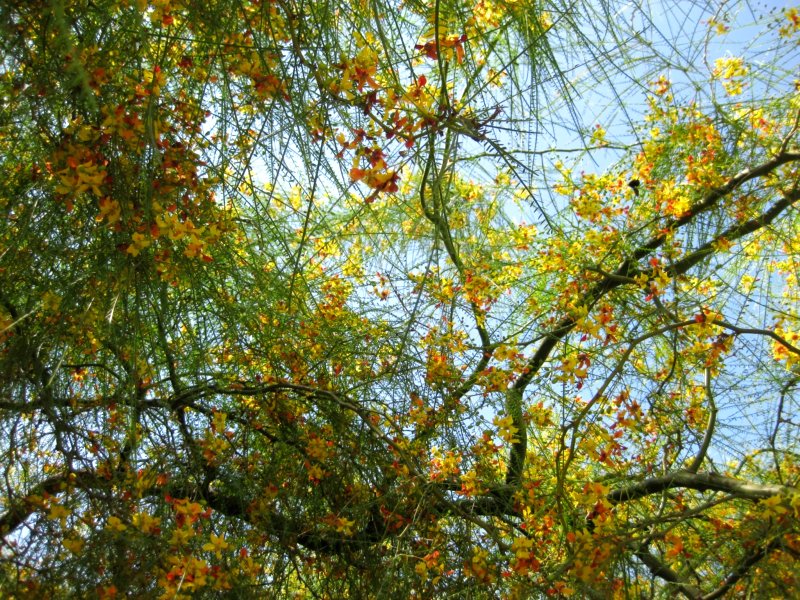 Firecracker Penstemon Orange Red Spikes Of Color Ramblings From