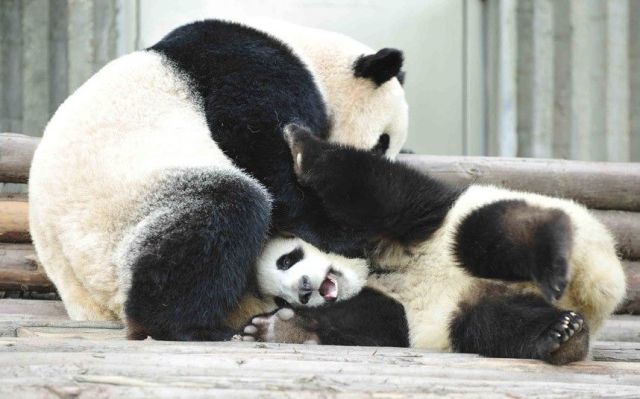  Pandas play