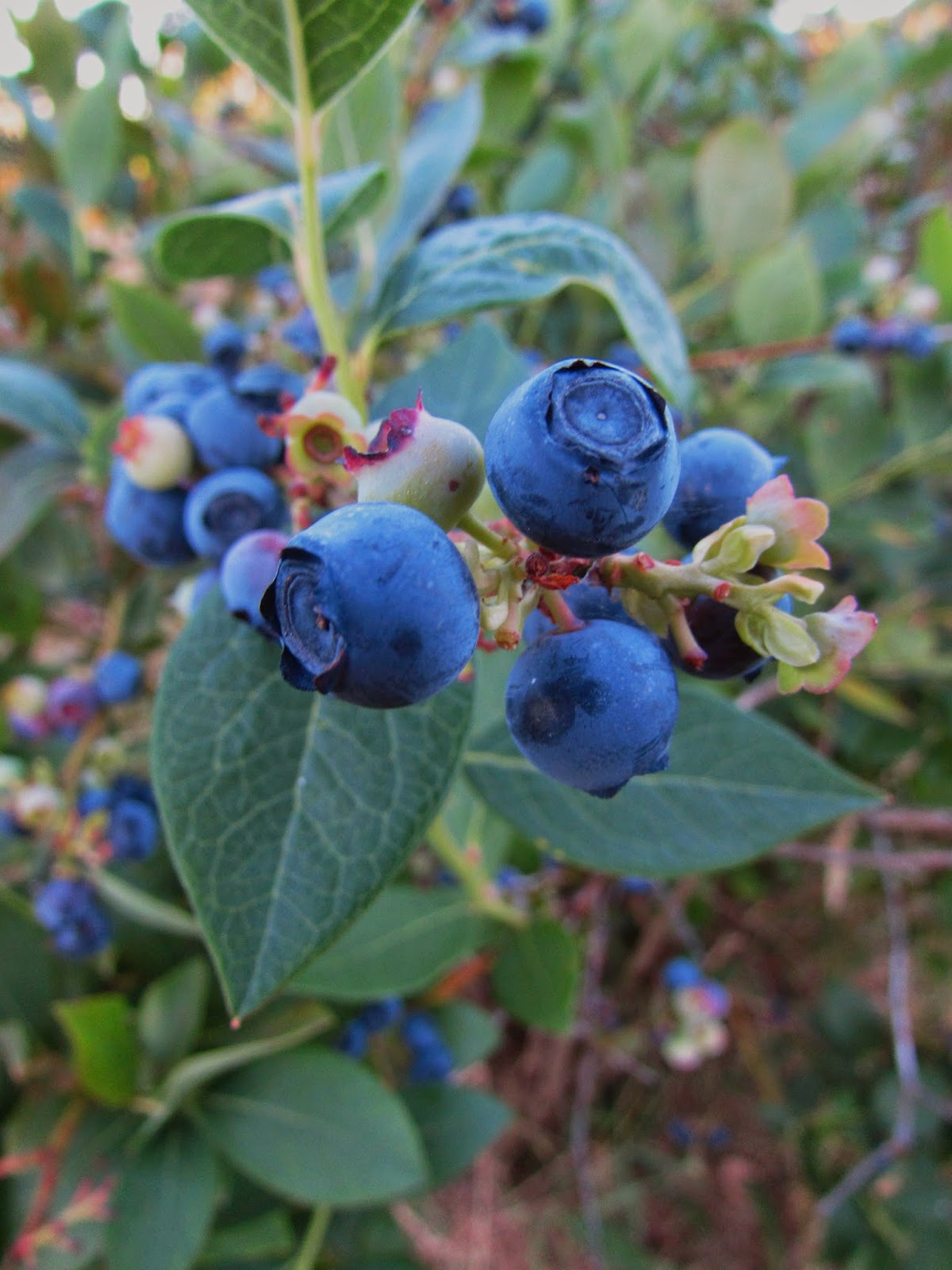 Plentiful Plate 3 Ways To Enjoy Blueberry Season