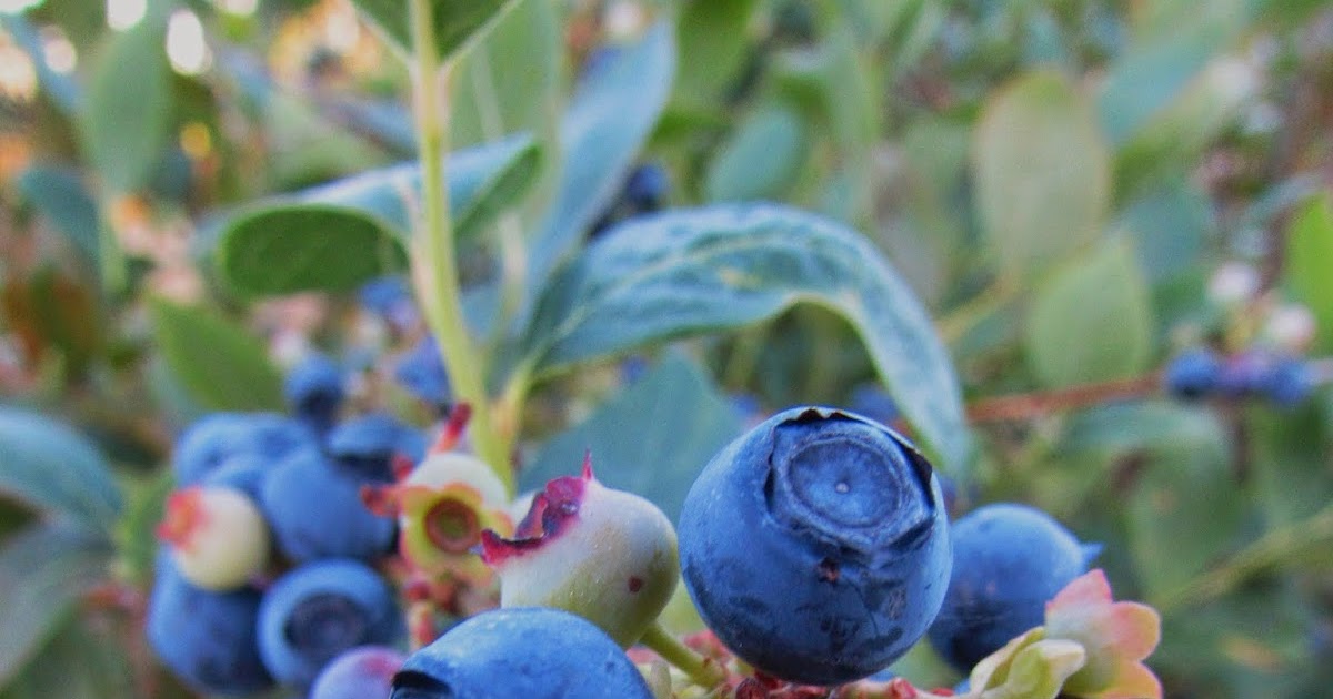 Plentiful Plate 3 Ways To Enjoy Blueberry Season