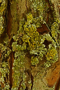 crabapple bark and lichen