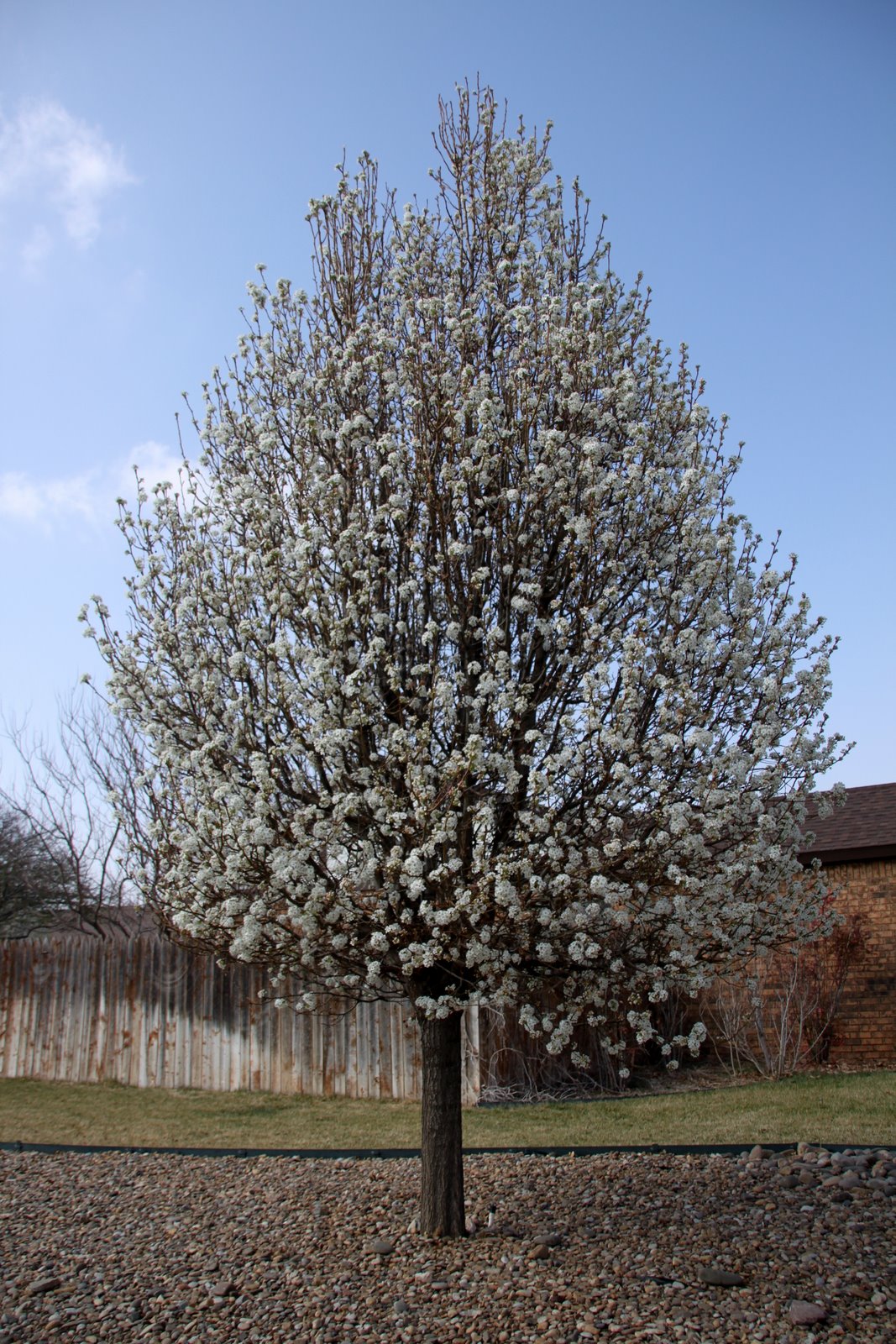 Seeded Cloud: Aristocrat Pear vs. Bradford Pear