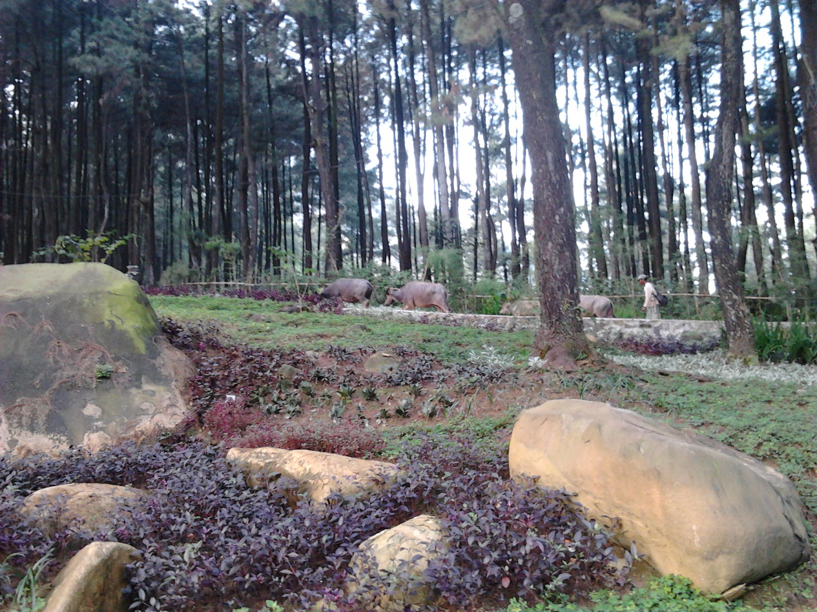5 Abroad: Camping at Taman Wisata Alam Gunung Pancar