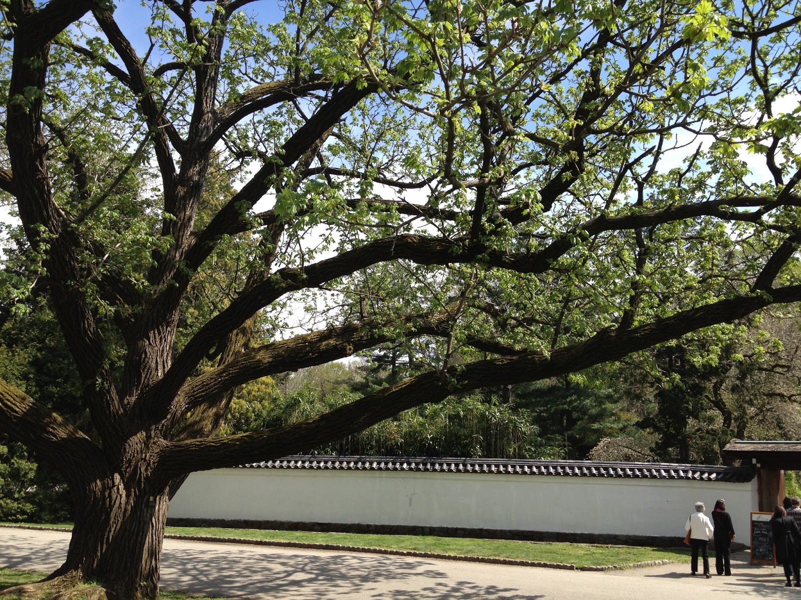 PHILLY TREES Notable Trees List