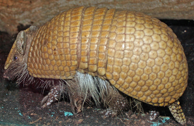 armadillo enemies armadillo enemies