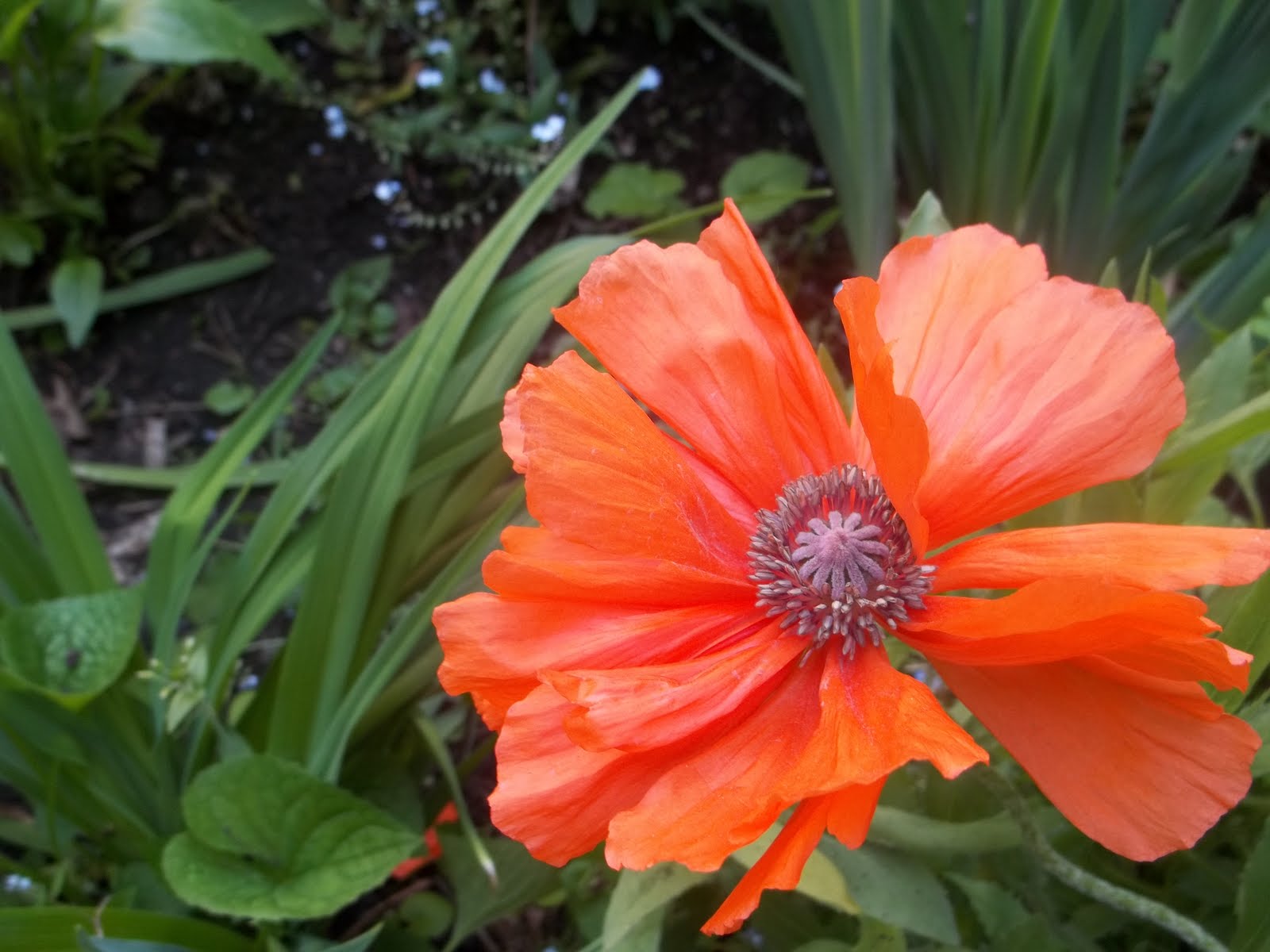 urbantomato Poppies in Perennial Garden