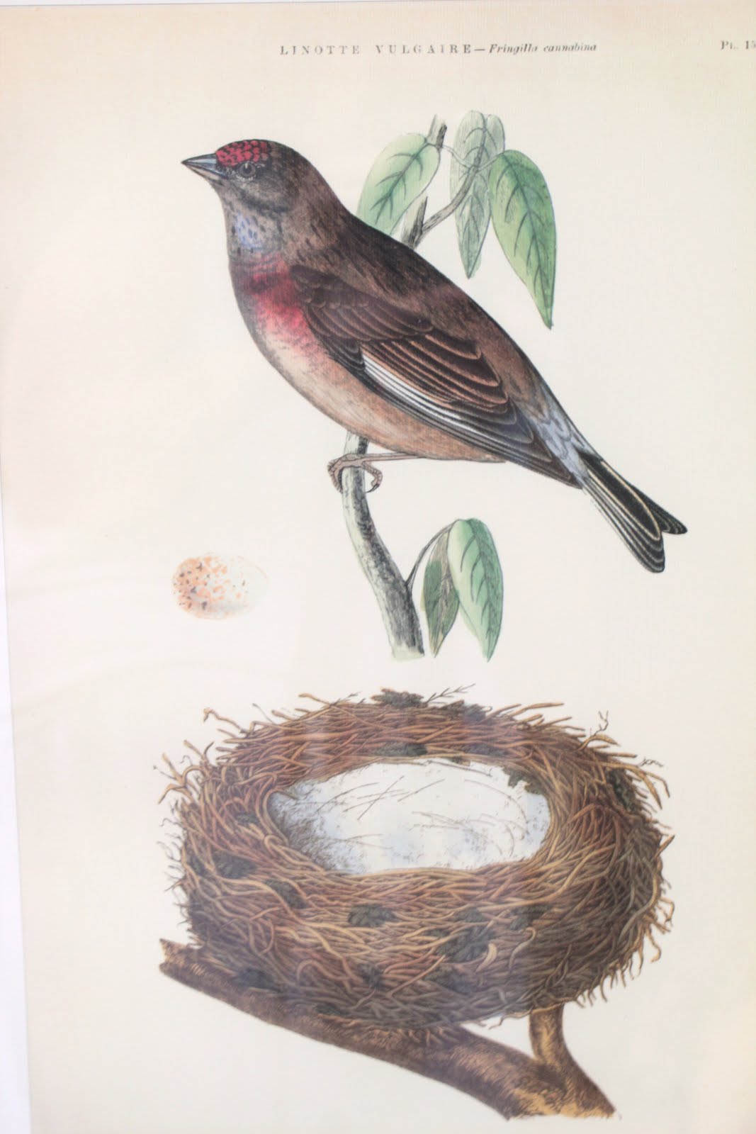 common ground : Bird Prints on the Cheep, Cheap