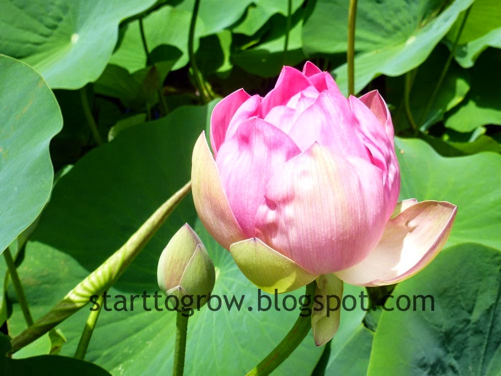 Start To Grow Lotus Pond at the Adelaide Botanic Gardens
