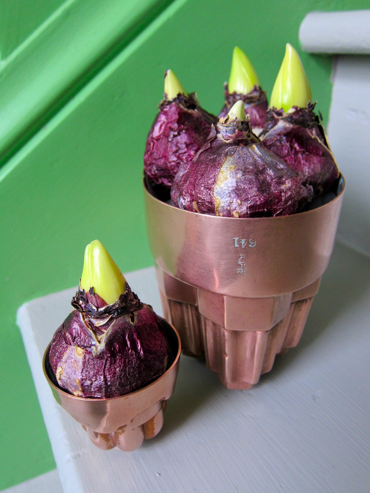 Chronica Domus The Bulbs That (almost) Got Away