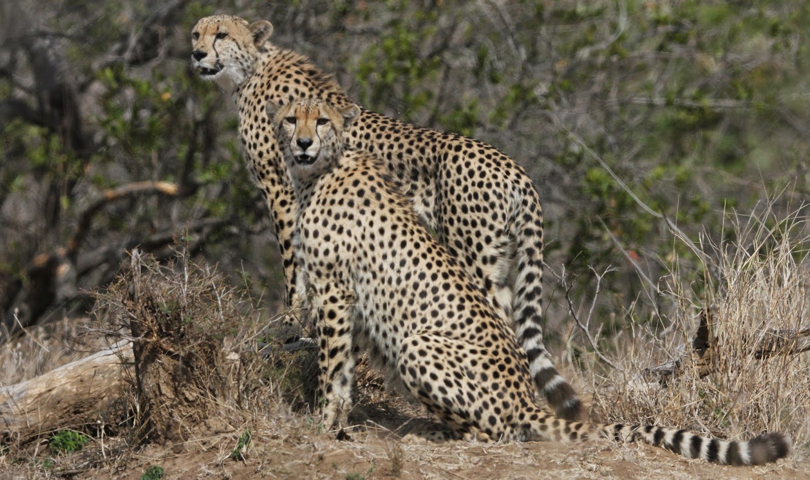 If i were a cheetah essay image