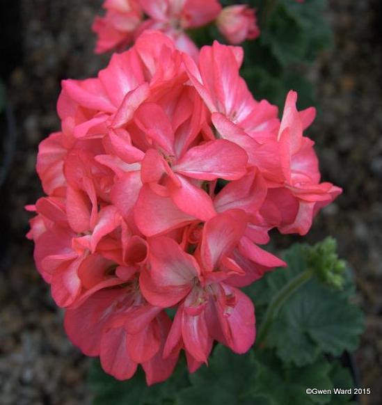 Genome Wide Association Studies For Inflorescence Type And