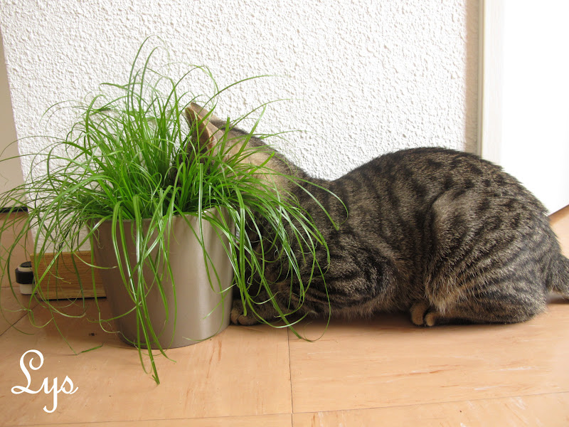 herbe a chat entretien