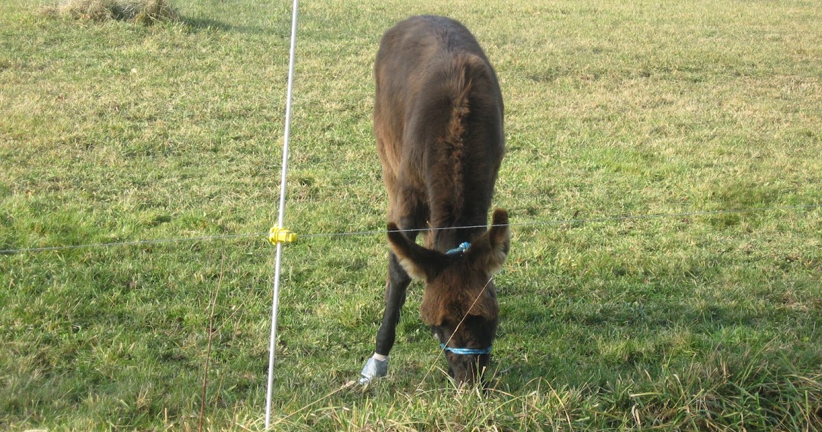 The Dancing Donkey Fencing