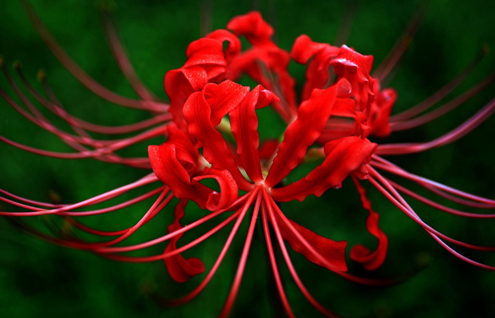 Southern Lagniappe: The Colors of Autumn