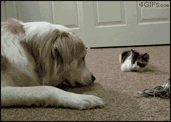 34+ Funny Cats And Dogs Gif Gif