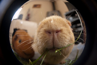 Close up picture of a guinea pig eating