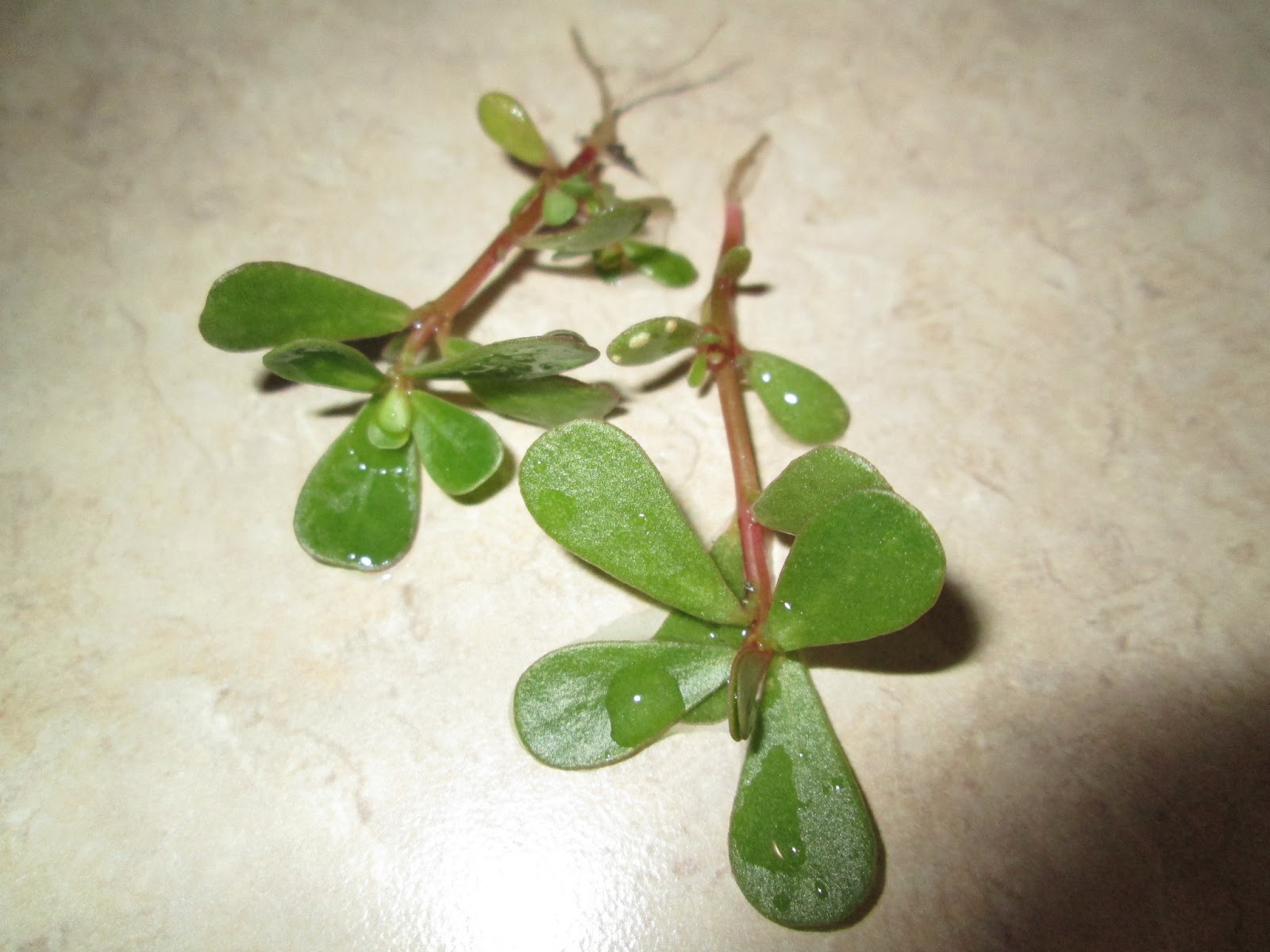 Your World Healthy and Natural Lovely Edible Weed Purslane