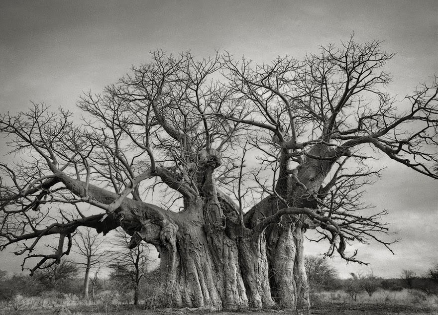 Fotos fantásticas das mais antigas árvores do mundo