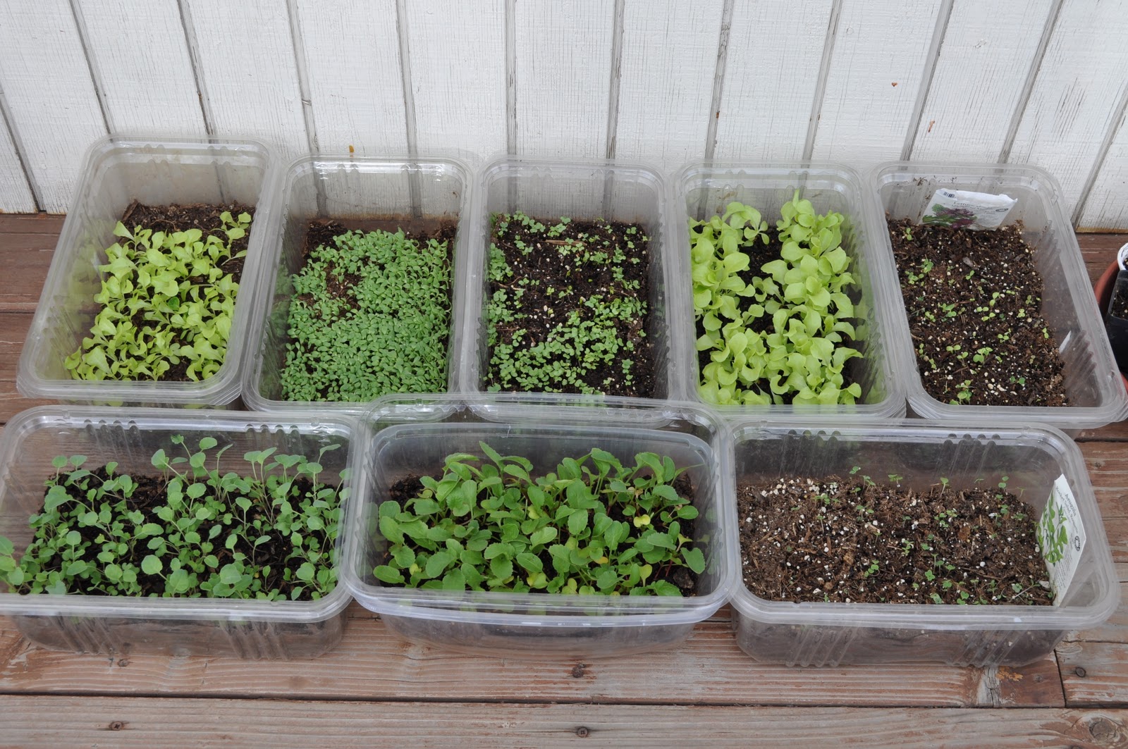 vegan ascent Bathtub Gardening