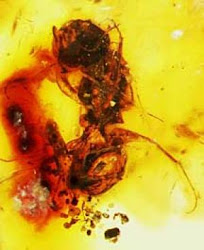 Bee Embedded in Amber