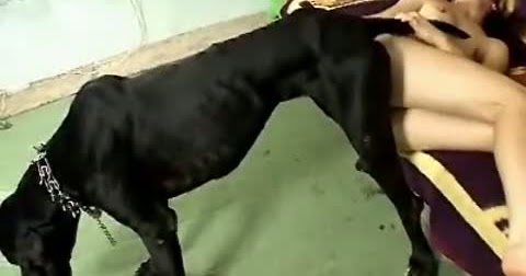 Mujer Con Un Perro Se Queda Pegada Videos Completo manner nuetzliche po