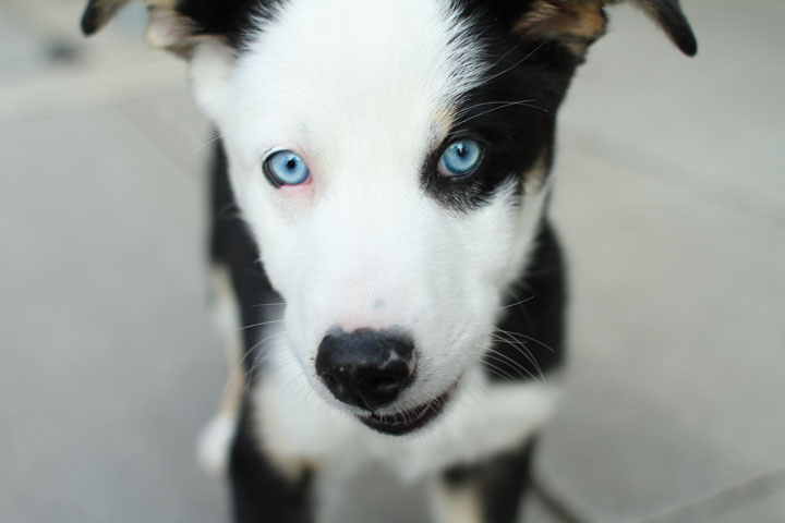 Husky Puppy Mix