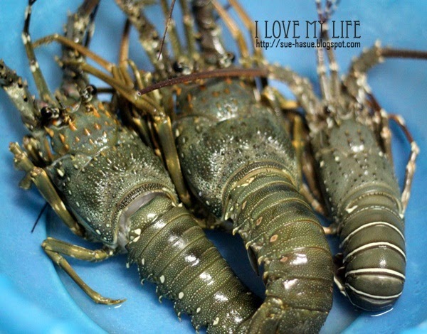 pakan udang lobster