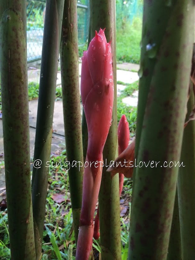 Singapore Plants Lover Pink Torch Ginger Flowers