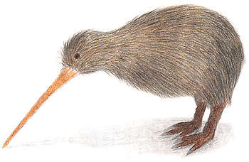 Kiwis Pictures