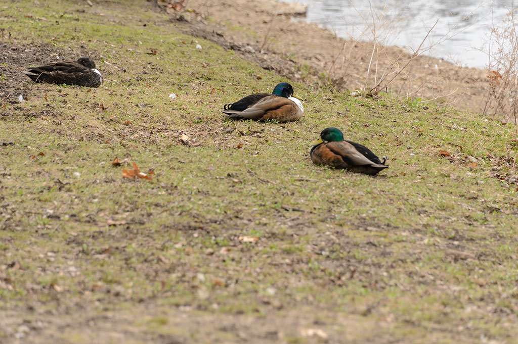 Ducks at Fabyan Forest Preserve
