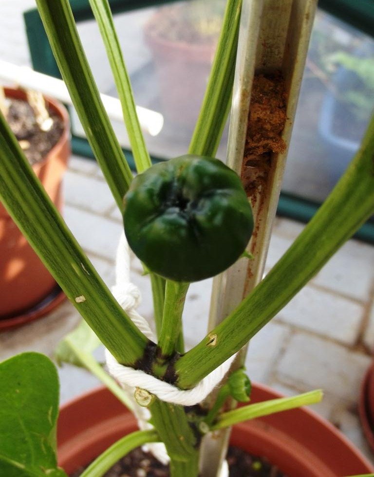 Roots 'n' Shoots Peppers How To Grow Fruit of the Month