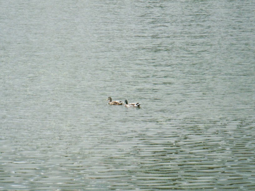 Patos npo Lago do Parque