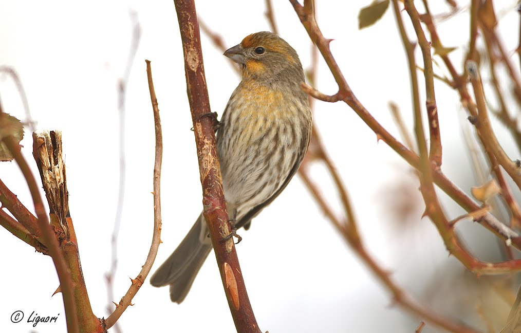 Utah Birders Birding Blog, Utah Birds, Utah Birding, Utah Bird ID