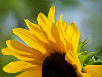 Sunny Sunflower - Botanical Photography