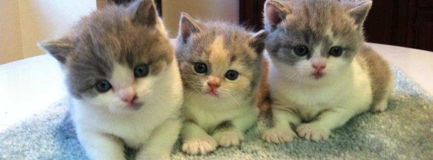 British Shorthairs in Portland