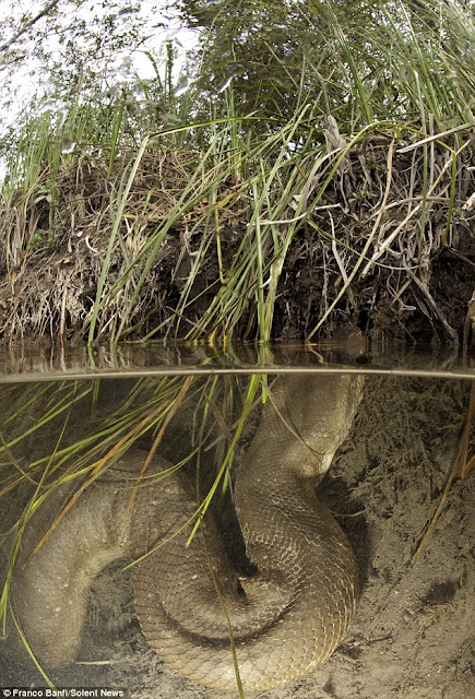 Anaconda Paling Besar yang pernah ditemukan [Asli bukan sotosop]