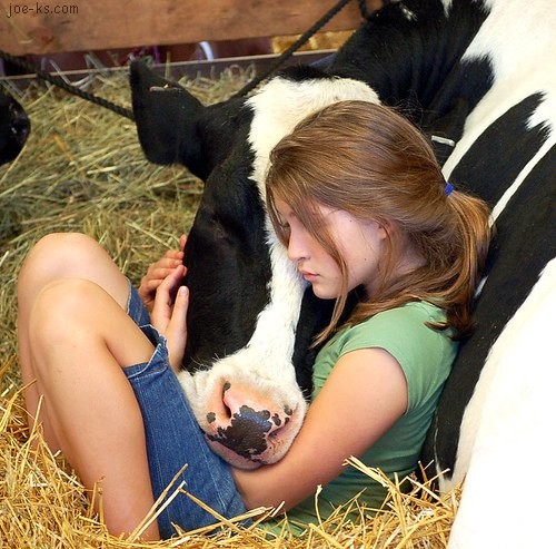 <<<Regalame un abrazo>>> Chica+abrazando+vaca