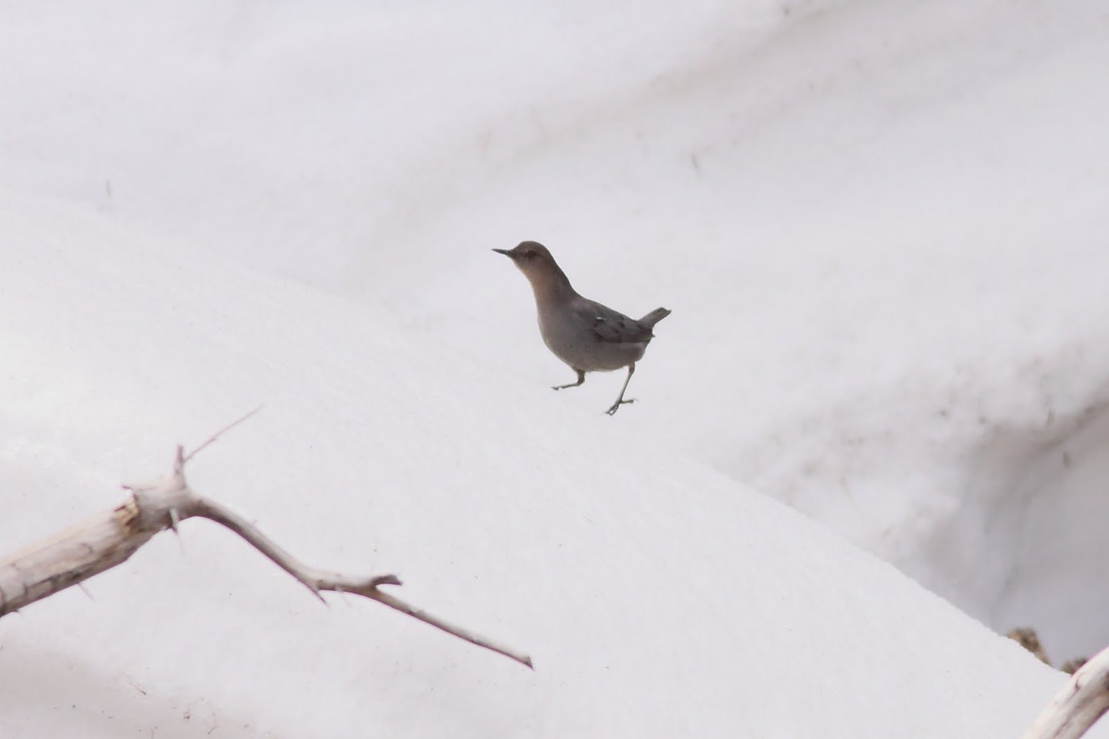 American Dippers on Lick Creek Road McCall, Idaho by Anna Fasoli