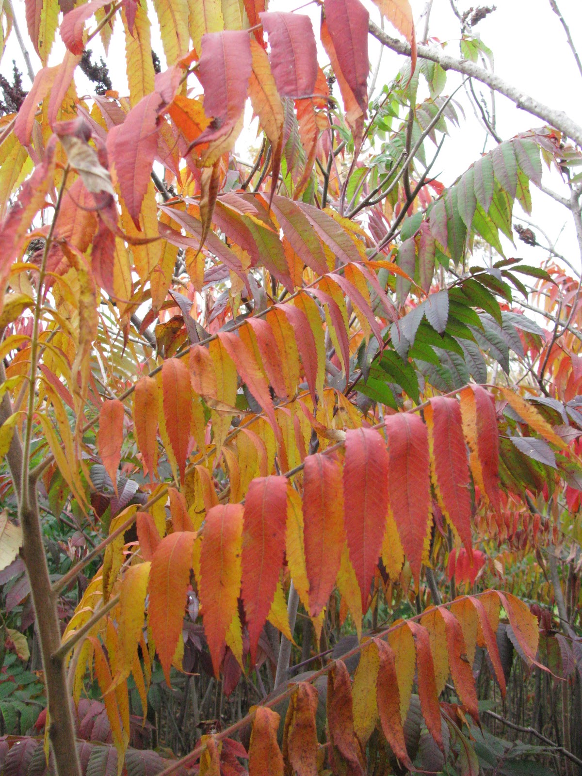 Spae Wyfe The Many Uses for Sumac