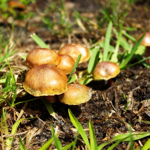 Sammie's Friends Animal Shelter Poisonous Mushrooms and Your Dog