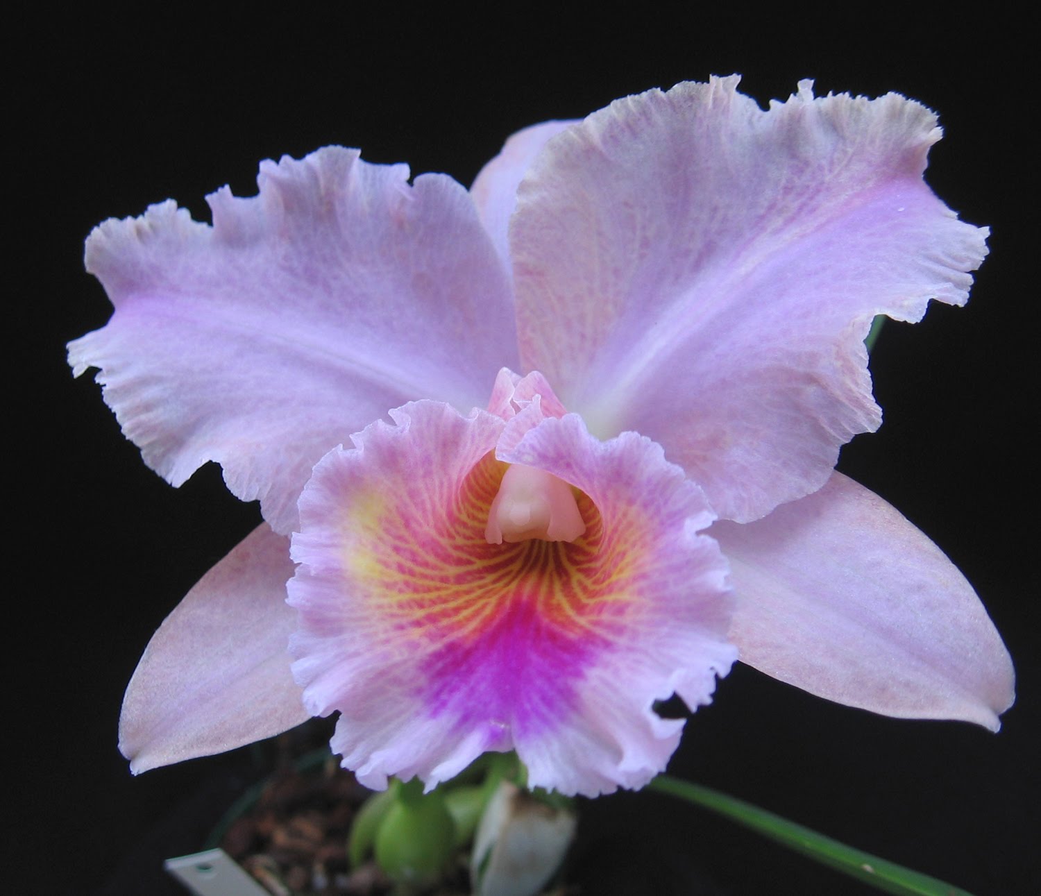 Orchid Cattleya