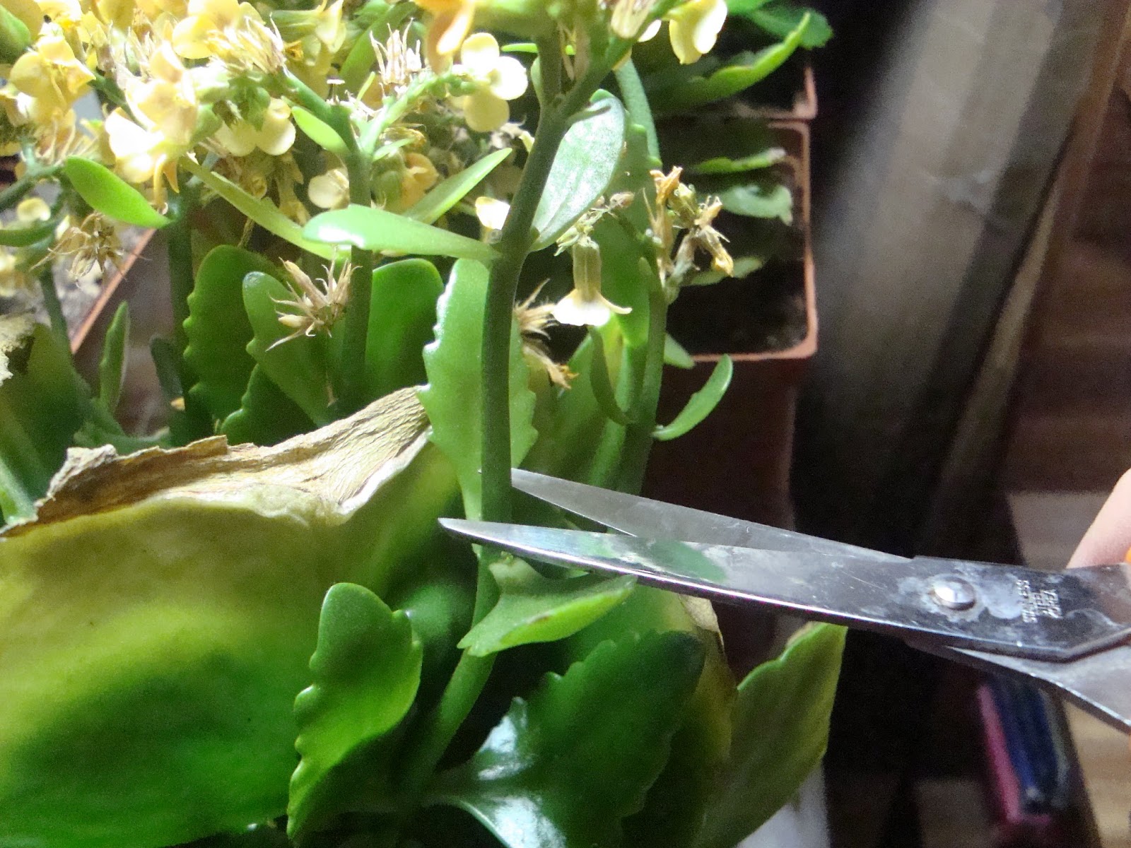 Anything On Ocarina Kalanchoe Care Chapter 2 Pruning.