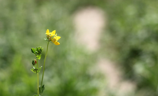 Birds-Foot Trefoil Flowers Birds-Foot Trefoil Flowers