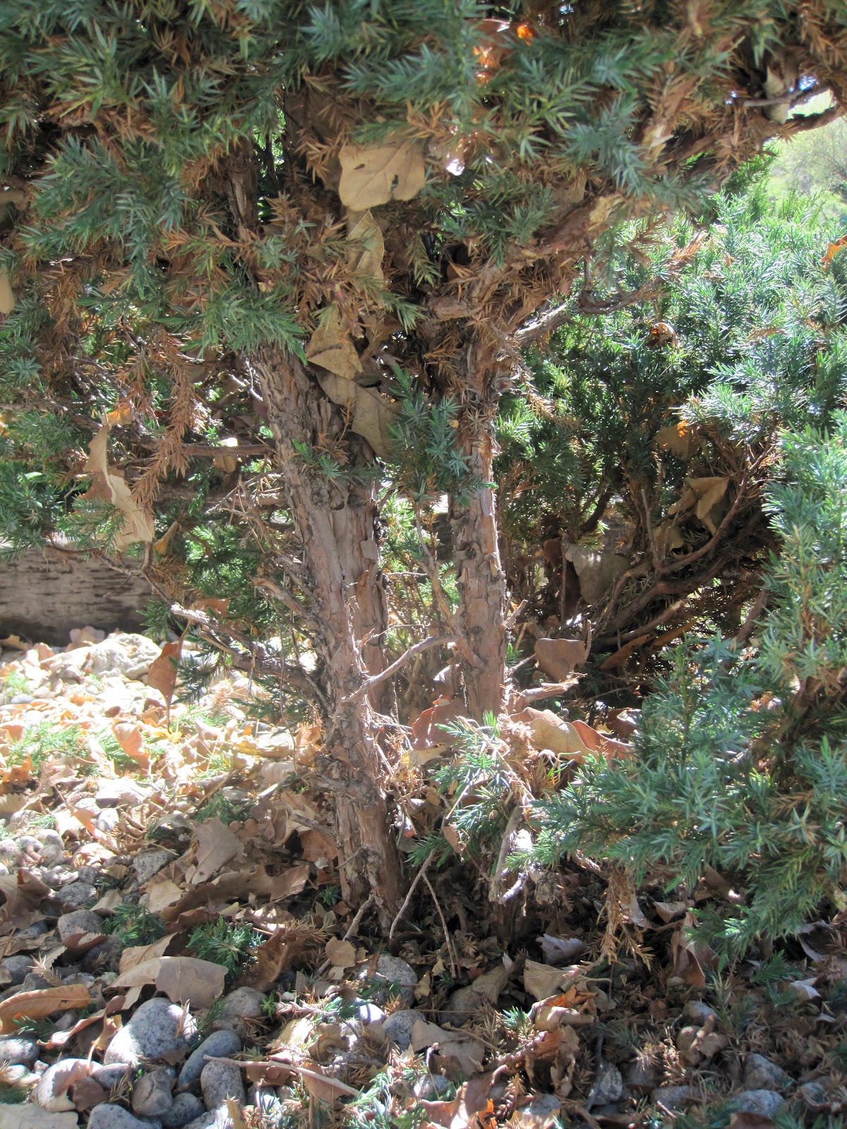 Simple Details diy evergreen spiral topiary