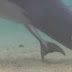 Το βίντεο που σαρώνει το ίντερνετ! Η «μαγική» στιγμή για ένα δελφίνι!